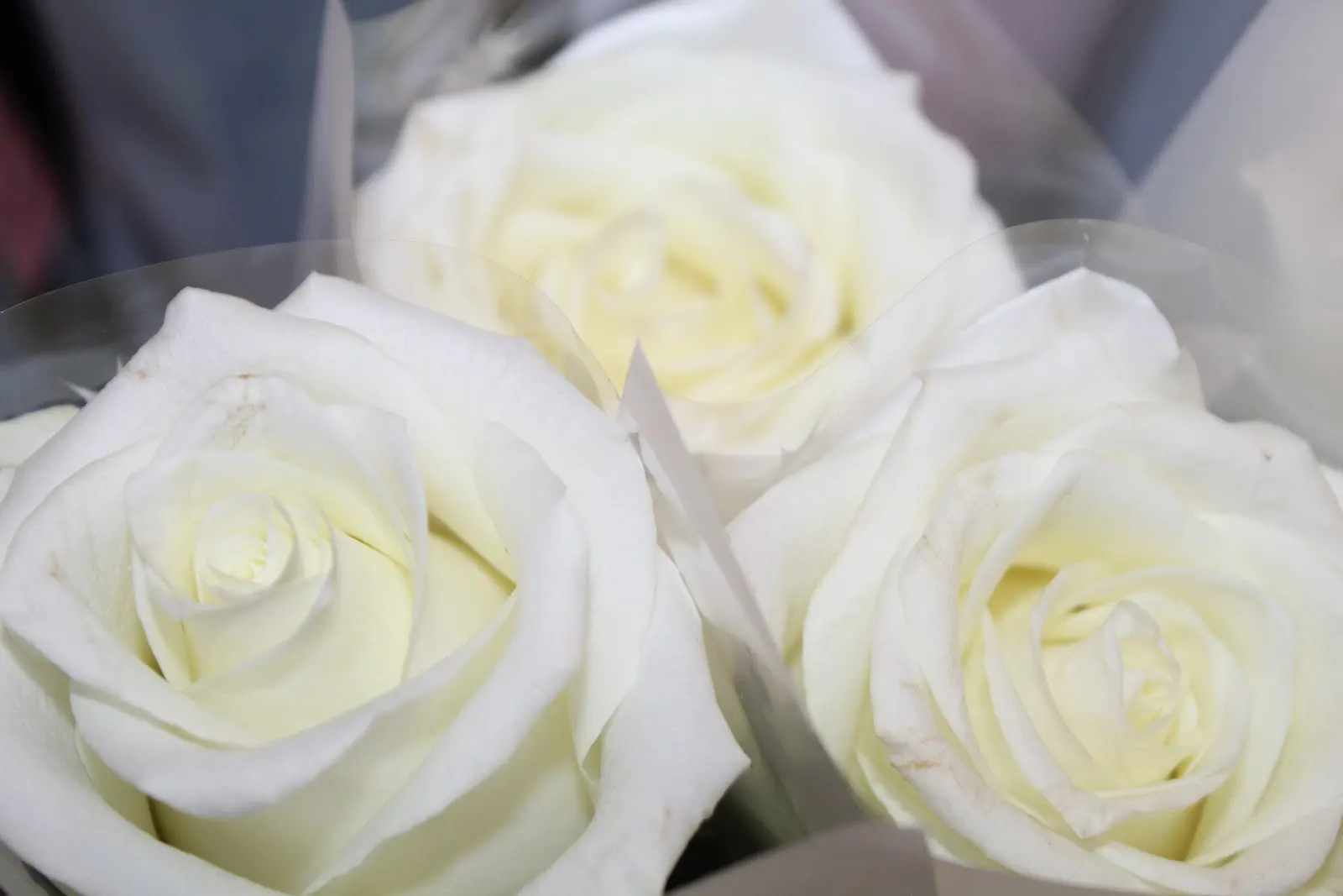 1000032967.jpg.adding